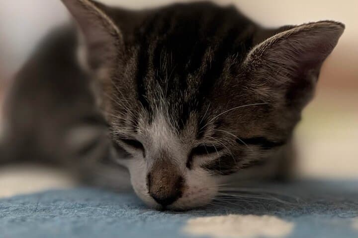 Whiskers and Coffee: Bilbao Cat Cafe Relaxation with Rescued Cats photo 2