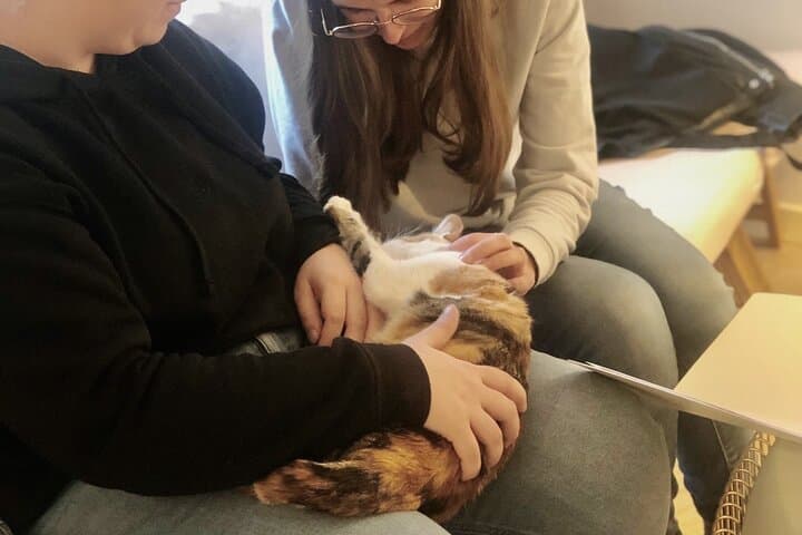 Whiskers and Coffee: Bilbao Cat Cafe Relaxation with Rescued Cats photo 4