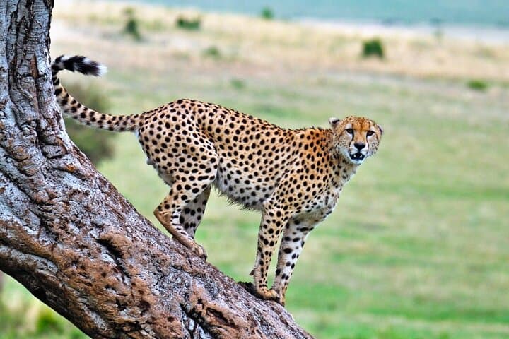 4-Day Mara & Lake Nakuru Safari: Big Five, Flamingos & Masai Culture