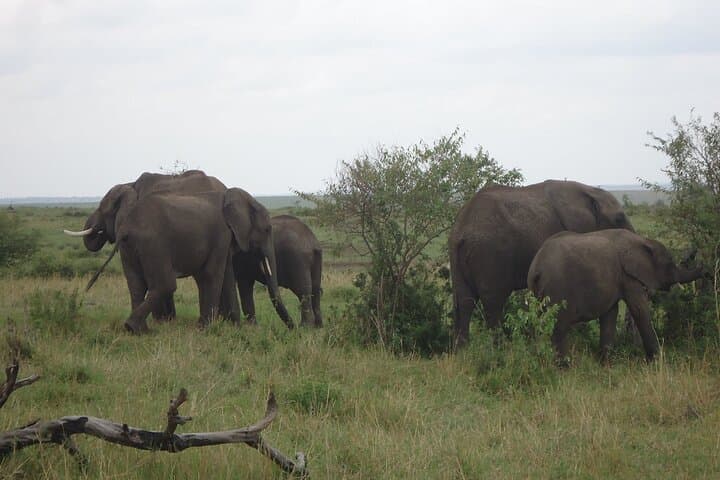 5-Day Masai Mara, Lake Nakuru & Lake Naivasha Safari in Kenya's Rift Valley photo 3