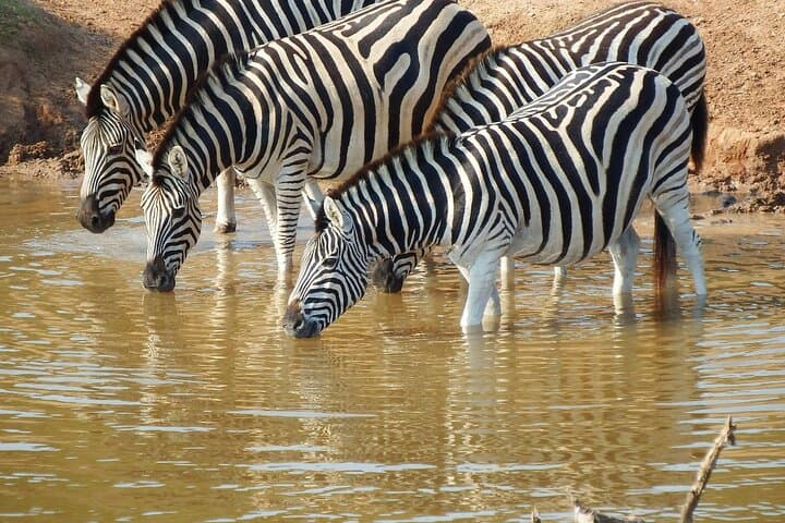 5-Day Masai Mara, Lake Nakuru & Lake Naivasha Safari in Kenya's Rift Valley photo 4