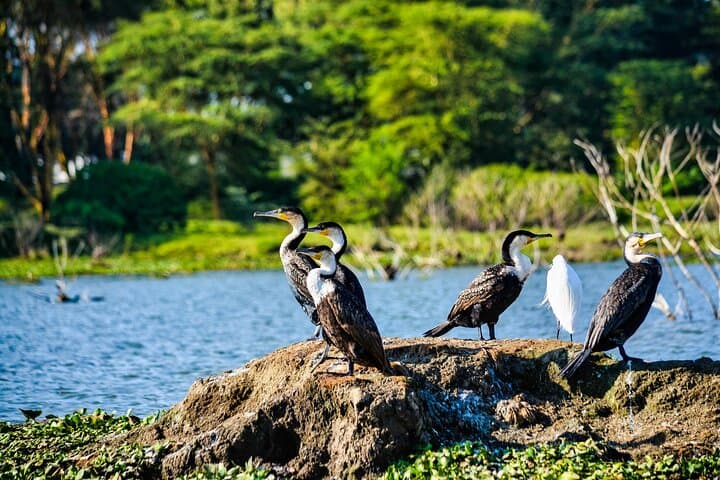 5-Day Masai Mara, Lake Nakuru & Lake Naivasha Safari in Kenya's Rift Valley photo 5