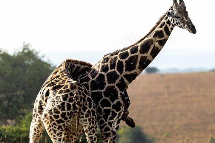 5-Day Masai Mara, Lake Nakuru & Lake Naivasha Safari in Kenya's Rift Valley photo 6