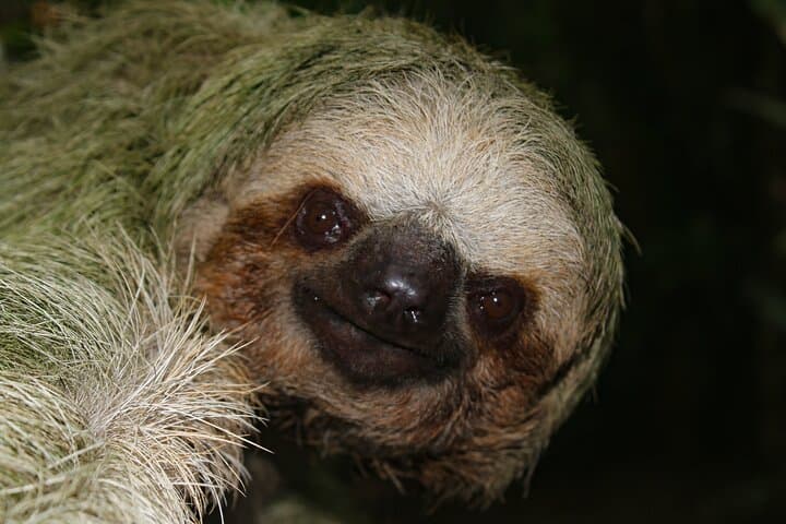 La Fortuna Night Walk: Guided Nocturnal Wildlife Tour