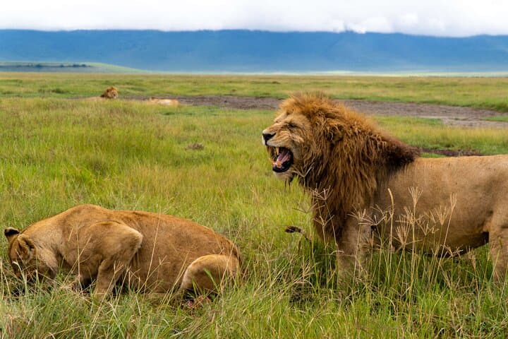Ngorongoro Crater Exclusive Luxury Day Safari from Arusha photo 2