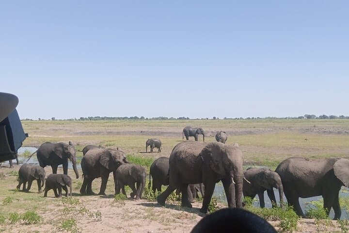 Chobe Safari Day Trip from Livingstone: River Cruise & Game Drive photo 5