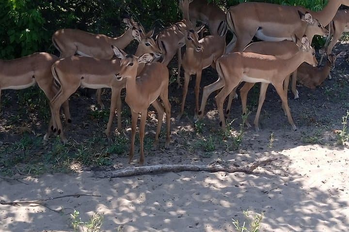 Chobe Safari Day Trip from Livingstone: River Cruise & Game Drive photo 6