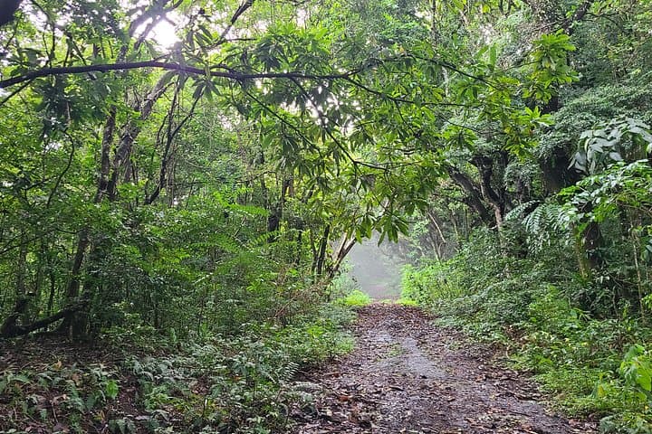 Off-Road Rainforest 4x4 Grand Tour — St. Kitts Jungle Safari photo 6