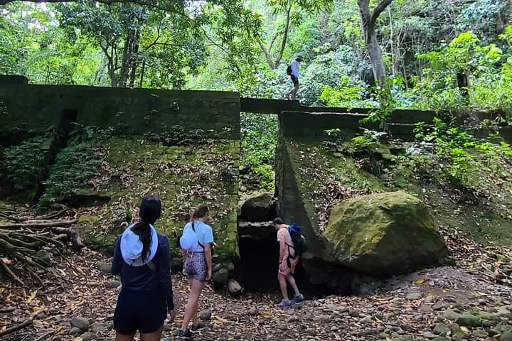 St Kitts Tropical Jungle Explorer Walk — Guided Wingfield Rainforest Hike photo 4