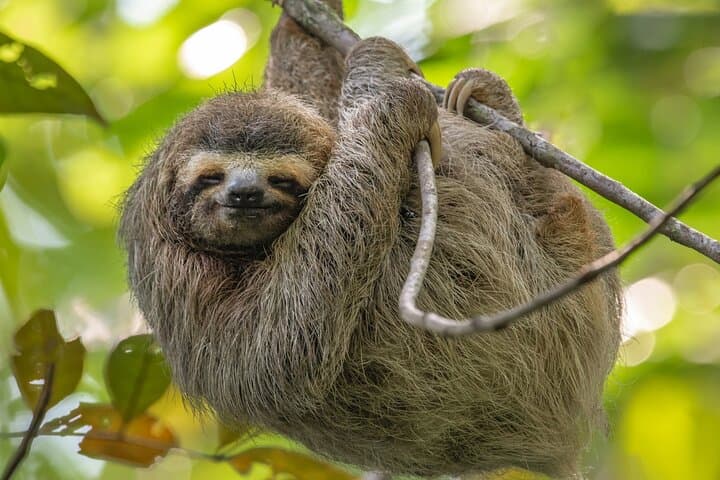River Celeste & Sloth Land: Tenorio Volcano Full-Day Tour from La Fortuna photo 4
