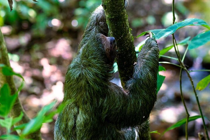 River Celeste & Sloth Land: Tenorio Volcano Full-Day Tour from La Fortuna photo 5