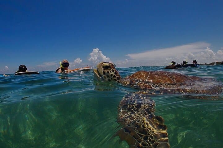 Private Akumal Snorkeling Experience: Swim with Turtles on Akumal Beach