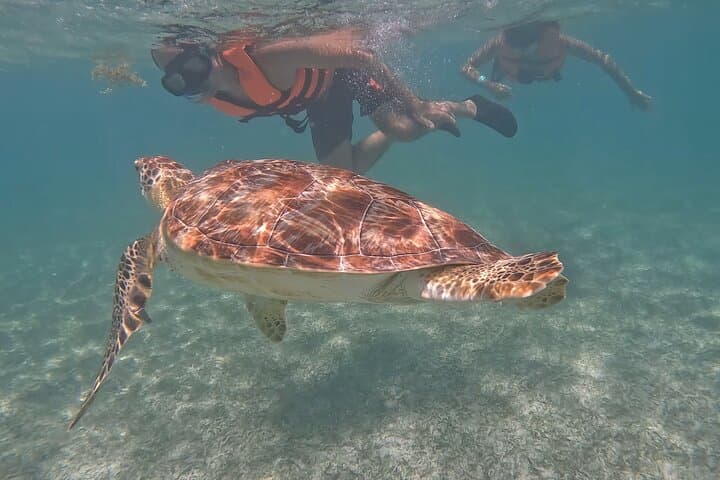 Private Akumal Snorkeling Experience: Swim with Turtles on Akumal Beach photo 2