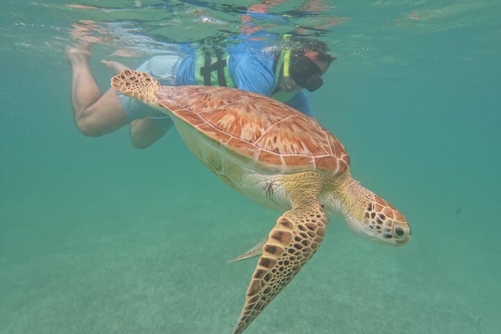 Private Akumal Snorkeling Experience: Swim with Turtles on Akumal Beach photo 3
