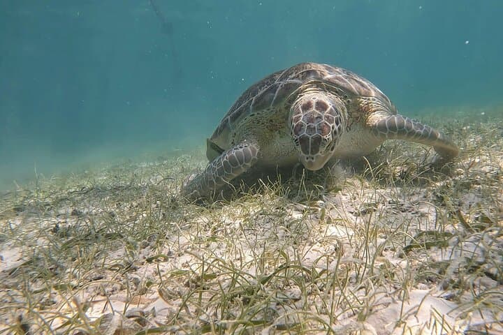 Private Akumal Snorkeling Experience: Swim with Turtles on Akumal Beach photo 4