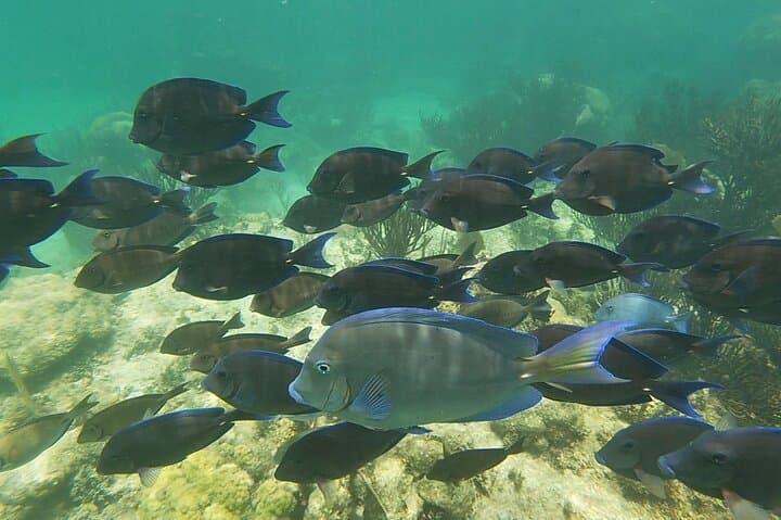 Private Akumal Snorkeling Experience: Swim with Turtles on Akumal Beach photo 6