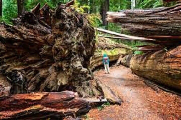 8-Day Pacific Northwest Circle: San Francisco to Seattle via Redwoods, Crater Lake & Coast Starlight photo 6