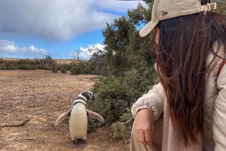 Full-Day Punta Tombo Penguin Colony Tour from Puerto Madryn: What to Expect photo 3