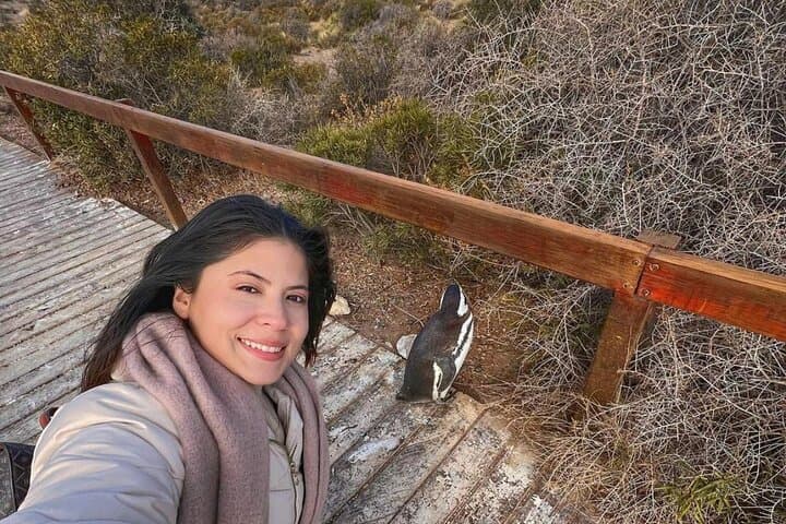 Full-Day Punta Tombo Penguin Colony Tour from Puerto Madryn: What to Expect photo 4