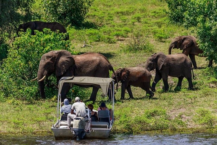 Chobe Botswana Day Trip from Victoria Falls: Day Safari & River Cruise photo 5