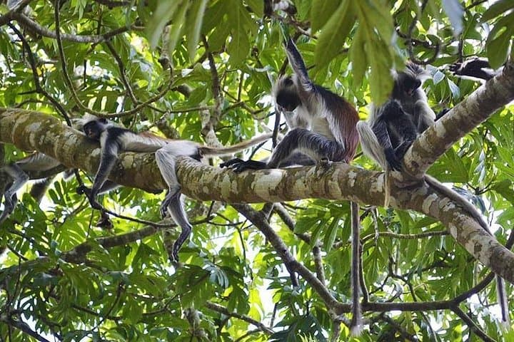 Full-Day Private Jozani Forest, Kuza Cave & Kae Sunset Beach Tour (Zanzibar) photo 2