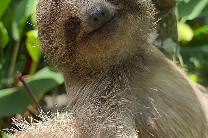 Magic of the Rainforest: Playa Hermosa Sloth, Waterfall & Coffee Tour photo 6