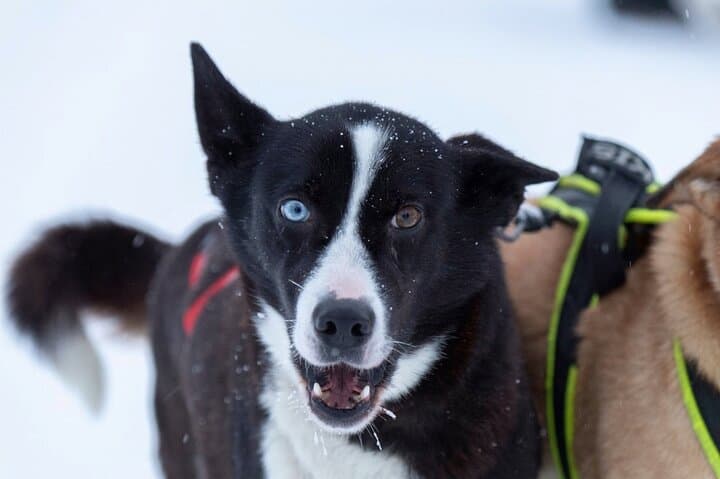 Husky Sledding in Levi — 5 km Self-Drive Arctic Safari photo 2