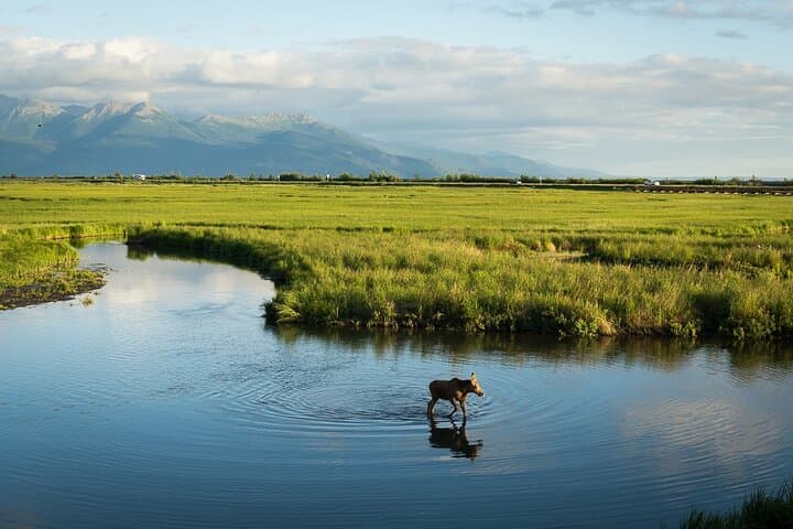 Discover Anchorage in 3 Hours: A Private Tour Through History, Wildlife, and Scenic Vistas