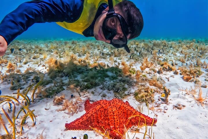 Cozumel Snorkeling: El Cielo, Palancar & Columbia Guided Guided Tour