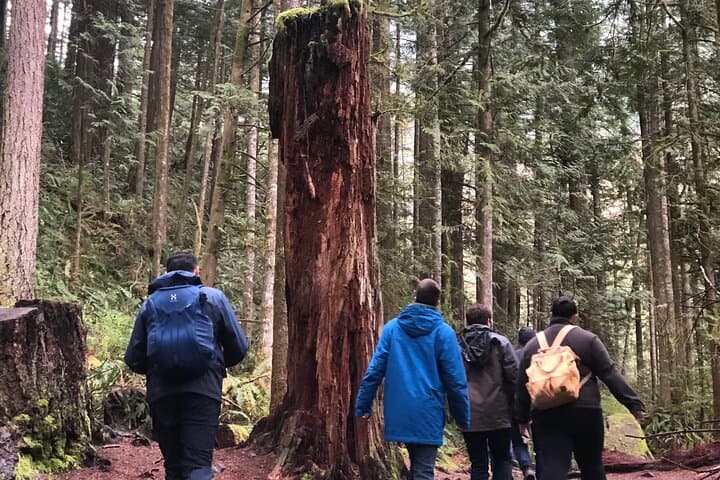 Snoqualmie Falls and Twin Falls: Guided Waterfall Hike from North Bend photo 3