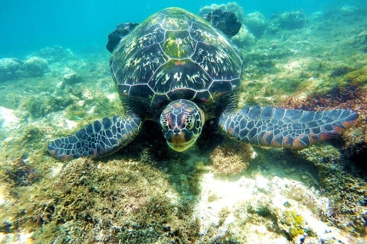Whale Shark Snorkeling, Kawasan Falls & Sardines Run: Full-Day Adventure from Cebu photo 2