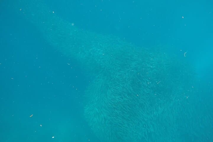 Whale Shark Snorkeling, Kawasan Falls & Sardines Run: Full-Day Adventure from Cebu photo 4
