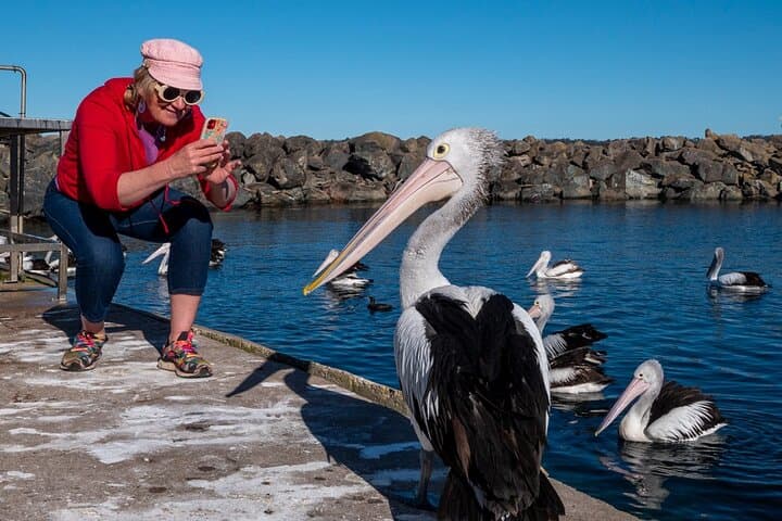 Highlights of Eden: 2-Hour Coastal Tour from Port of Eden photo 3
