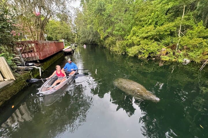 Clear Kayak Sunset and Glow Tour at Three Sisters Springs, Crystal River photo 4