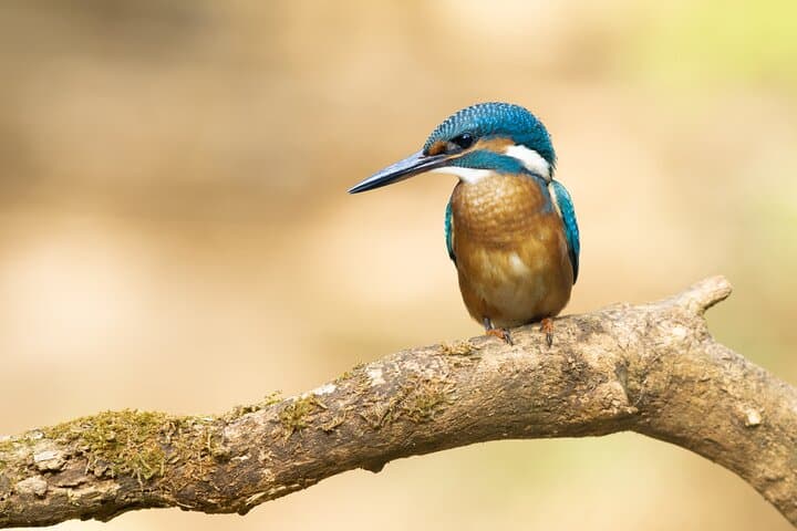 Copenhagen Private Bird‑Watching Tour: Half‑Day Reserves and Coastal Marshes photo 2