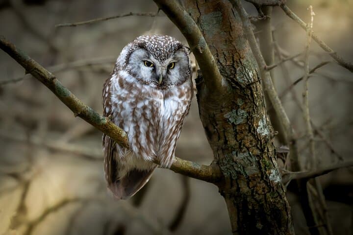 Copenhagen Private Bird‑Watching Tour: Half‑Day Reserves and Coastal Marshes photo 3