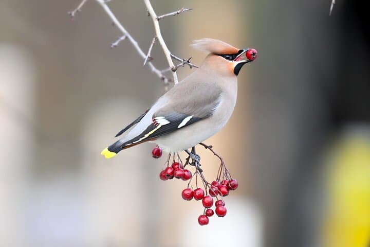Copenhagen Private Bird‑Watching Tour: Half‑Day Reserves and Coastal Marshes photo 4