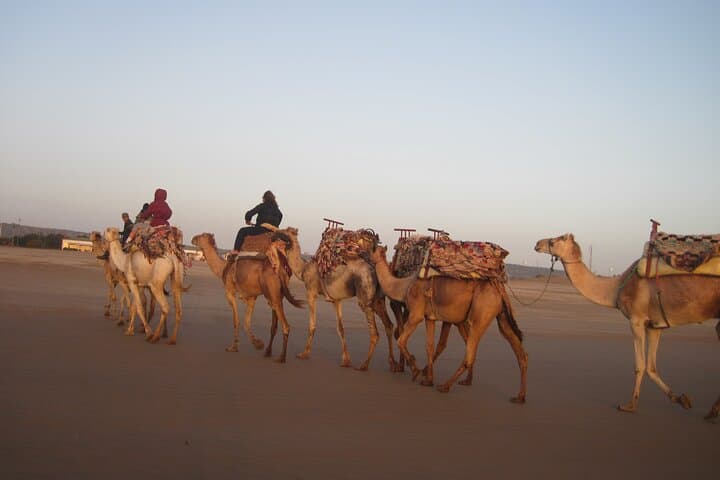 Essaouira Dromedary Ride: 2-Hour Camel Trek from Diabat