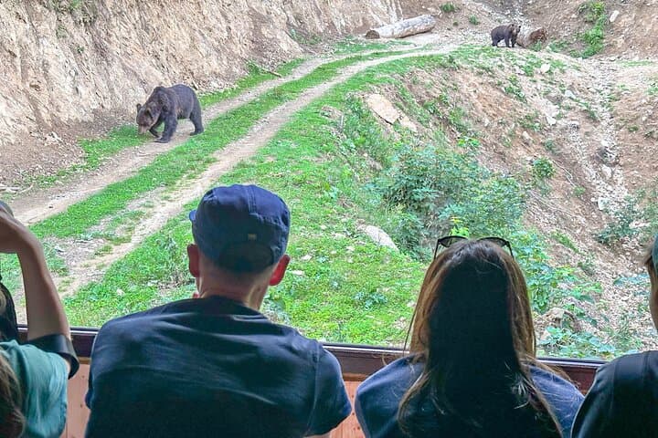 Bear Watching Near Brasov: Hideout Wildlife Tour in Transylvanian Forests photo 4