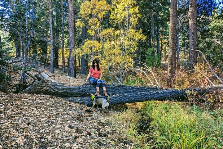 Big Bear Fall Colors Hiking Tour: Best Leaf-Peeping Near Big Bear Lake photo 4