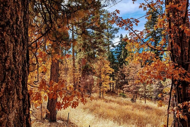 Big Bear Fall Colors Hiking Tour: Best Leaf-Peeping Near Big Bear Lake photo 5