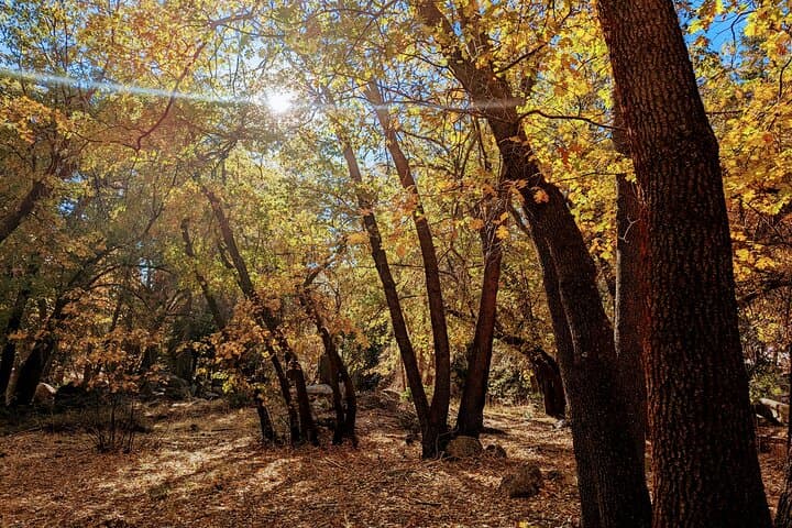 Big Bear Fall Colors Hiking Tour: Best Leaf-Peeping Near Big Bear Lake photo 6