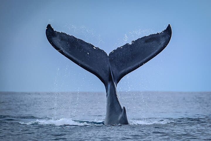 Tahiti Half-Day Humpback Whale Watching — Small-Group Tour photo 4