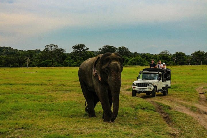 Yala National Park Day Safari from Colombo — Leopard & Elephant Jeep Tour photo 3
