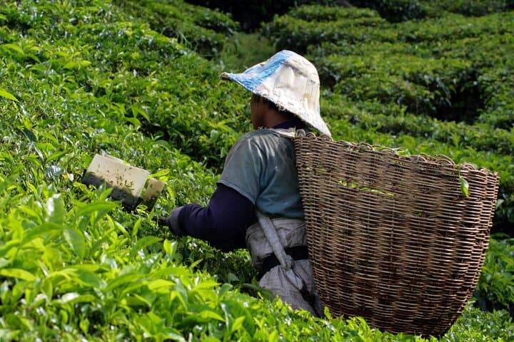 Cameron Highlands and Batu Caves Private Day Tour from Kuala Lumpur: Tea Terraces, Limestone Shrines & Waterfalls photo 3