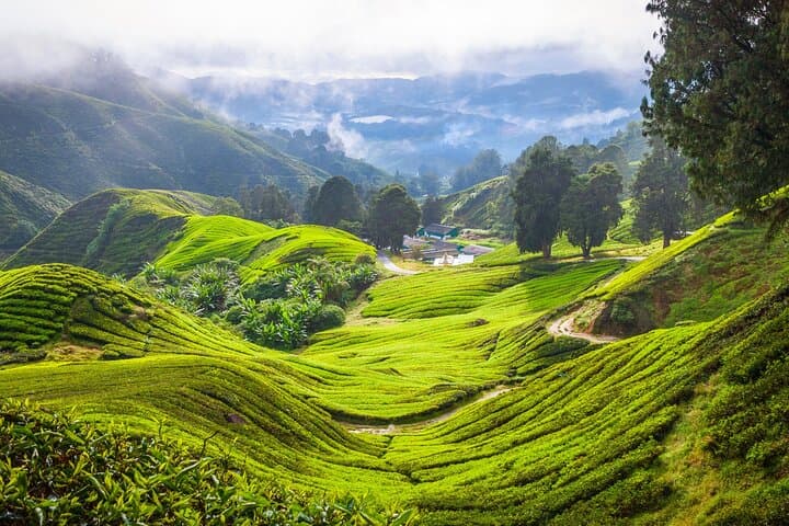 Cameron Highlands and Batu Caves Private Day Tour from Kuala Lumpur: Tea Terraces, Limestone Shrines & Waterfalls photo 5