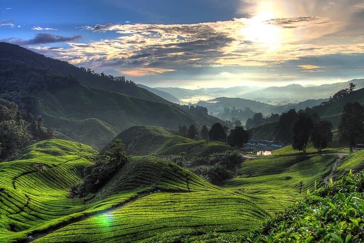 Cameron Highlands and Batu Caves Private Day Tour from Kuala Lumpur: Tea Terraces, Limestone Shrines & Waterfalls photo 2