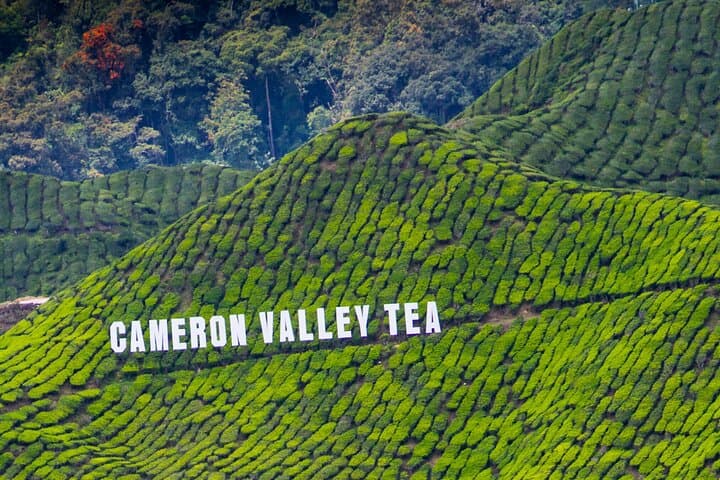 Cameron Highlands and Batu Caves Private Day Tour from Kuala Lumpur: Tea Terraces, Limestone Shrines & Waterfalls photo 6