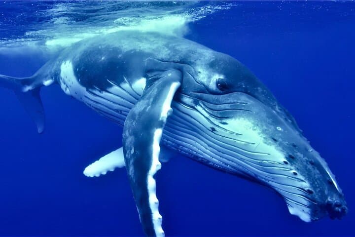 Tahiti Half-Day Humpback Whale Watching — Small-Group Tour