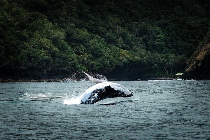 Tahiti Half-Day Humpback Whale Watching — Small-Group Tour photo 3